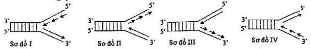 mach polynucleotide