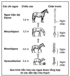 qua trinh tien hoa cua ngua