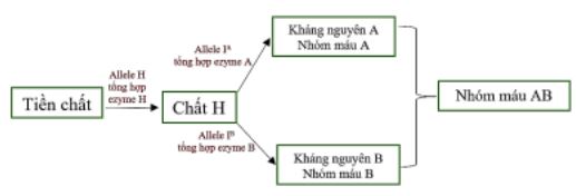 so do nhom mau